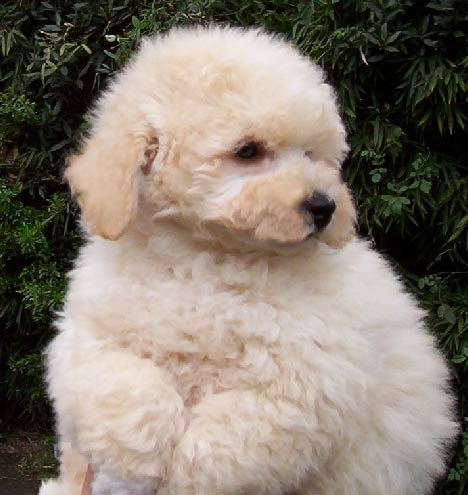 Poodle Poodle