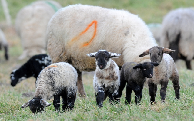 Sheep