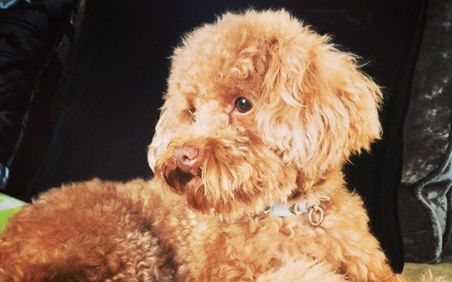 Lionel Messi dog