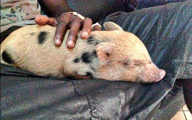 Mario Balotelli's pig, Super