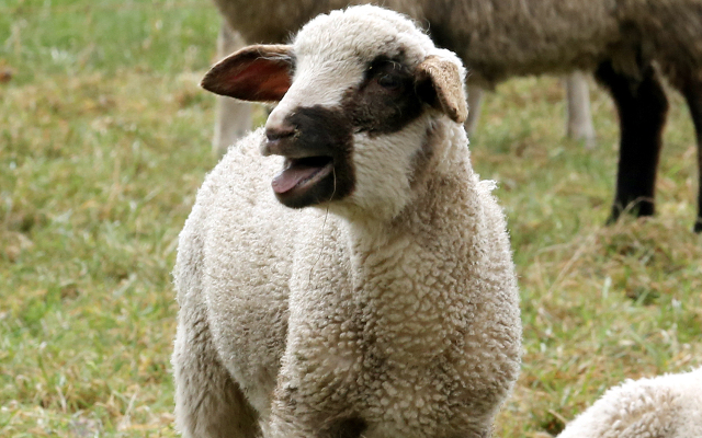lamb