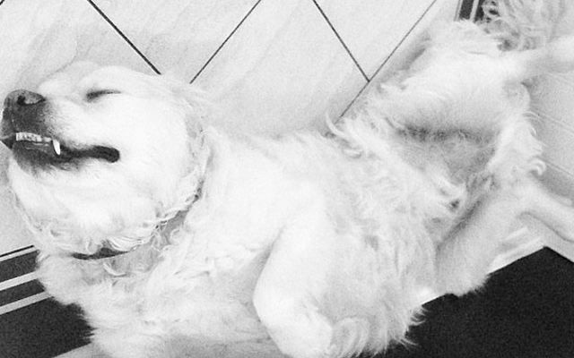 Daniel Agger's dog