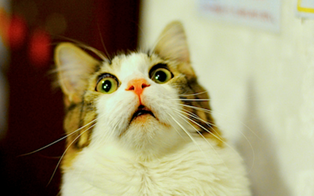 Scared cat