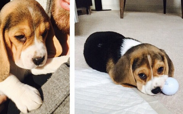 Ramsey's dog