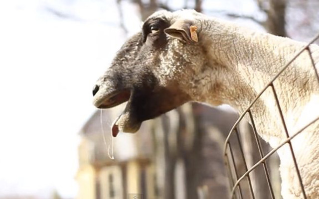 Screaming Sheep