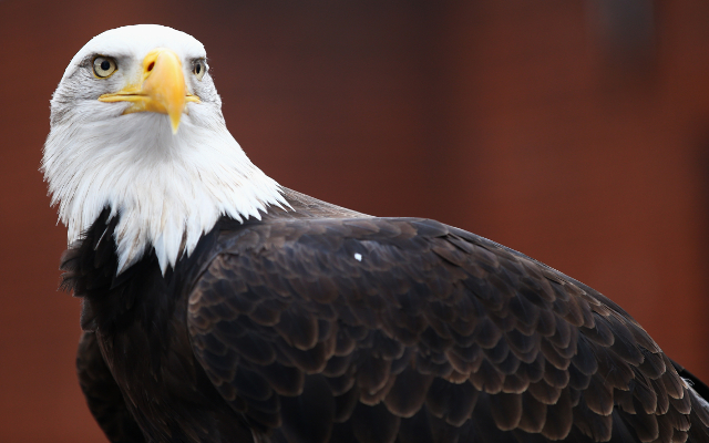 Crystal Palace Eagle