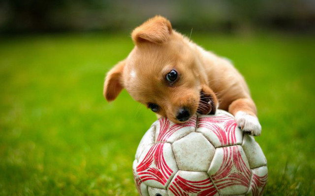 football dog