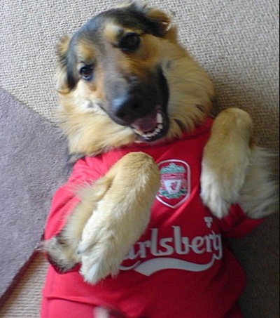 Alsatian in Liverpool shirt