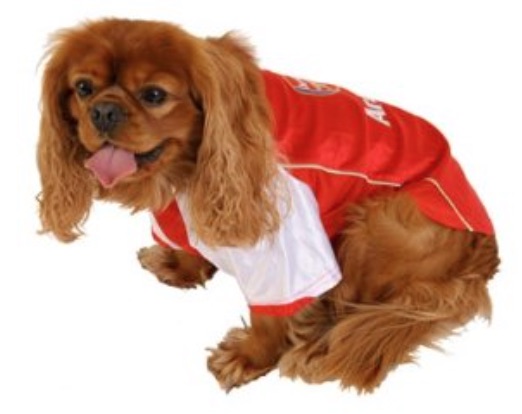 Arsenal spaniel