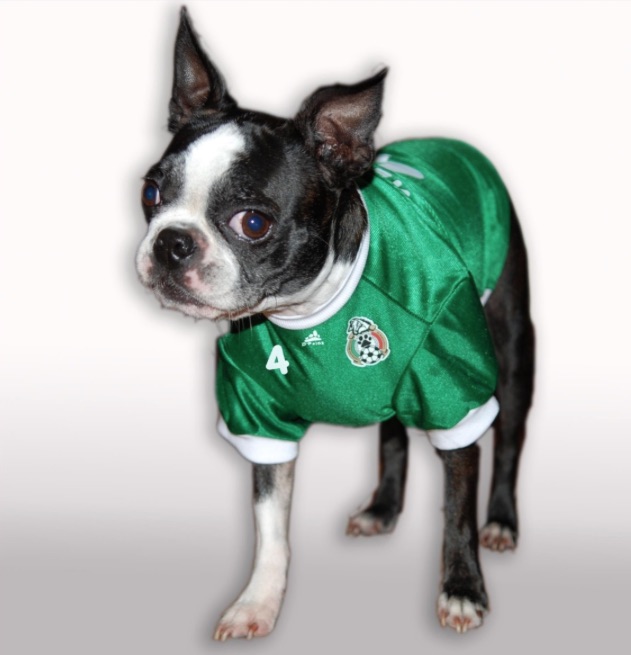 Dog in Mexico shirt