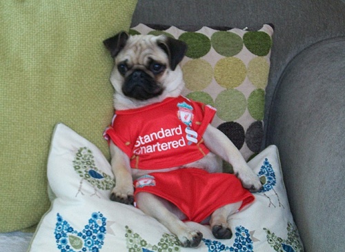 Pug in Liverpool kit