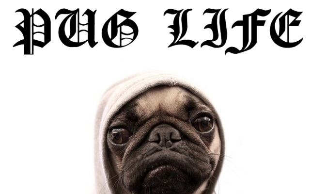 Pug life