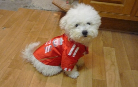 dog in Liverpool shirt