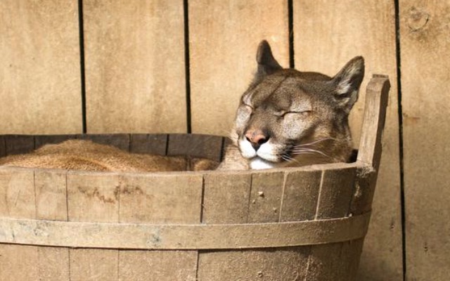 funny puma