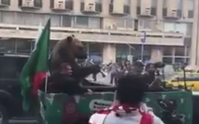Bear plays vuvuzela in Moscow during 2018 World Cup
