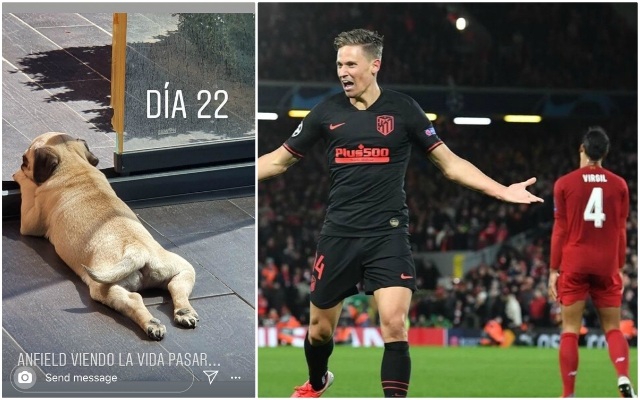 Llorente-names-dog-Anfield