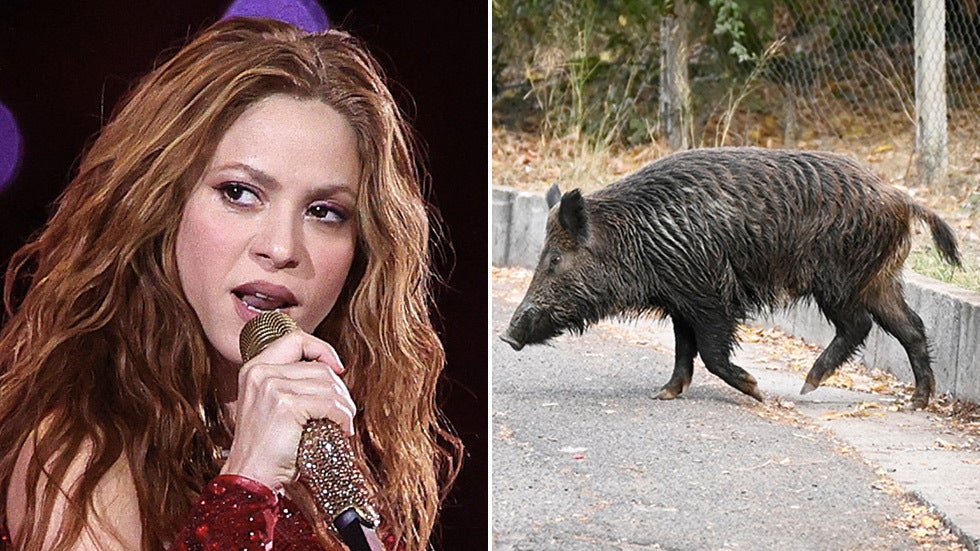 shakira wild boar
