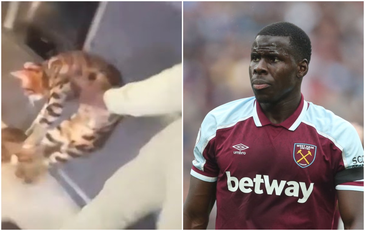 cat zouma
