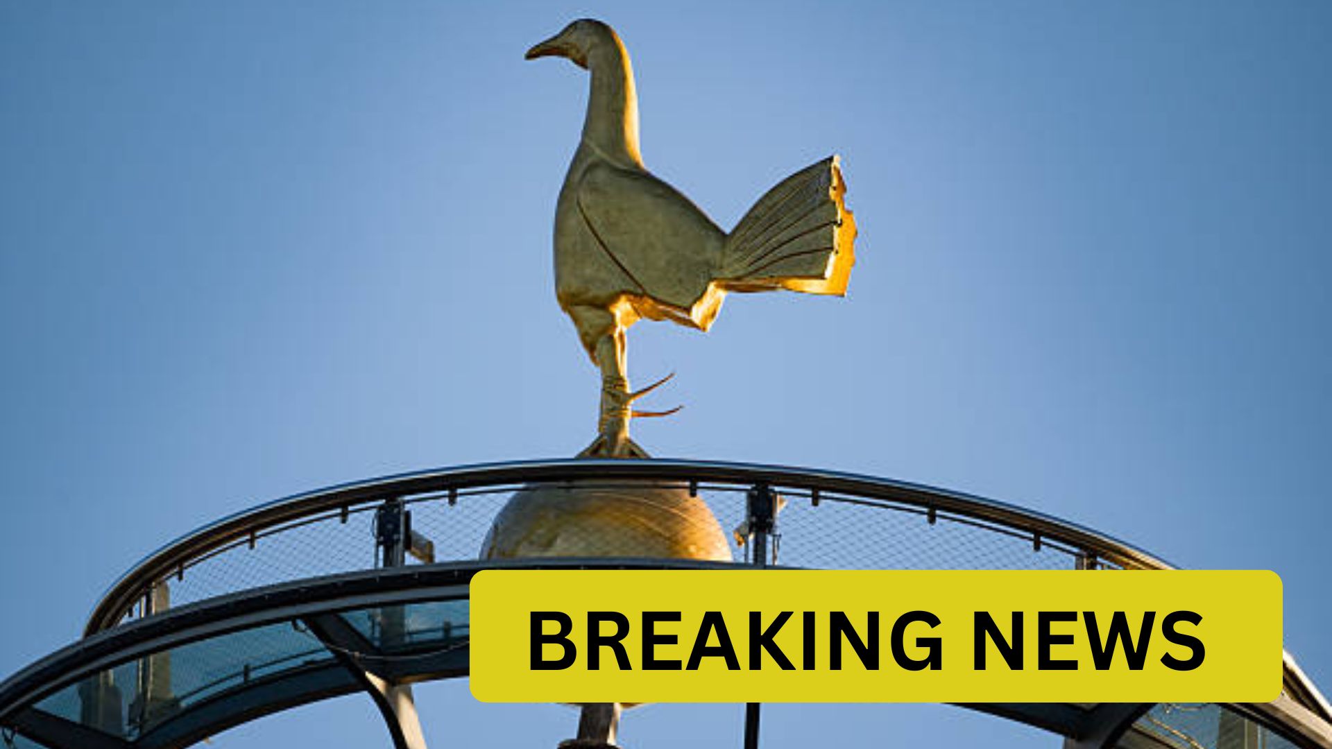 Tottenham bird