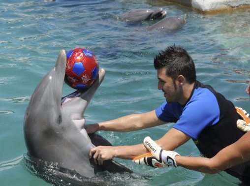 David Villa & Dolphin