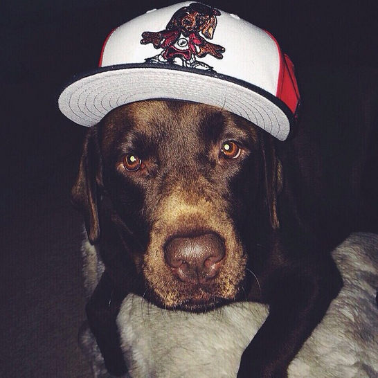 Podolski's dog