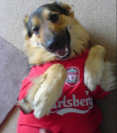 dog in football jersey