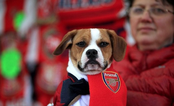 A dog wearing an Arsenal Scarf during the Premier League match