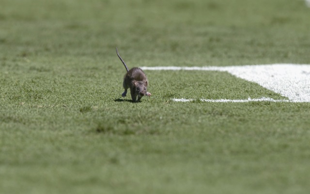 mouse old trafford manchester united
