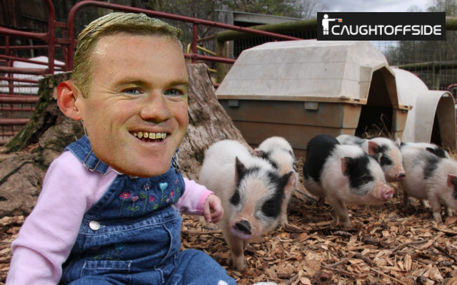 Rooney and pigs