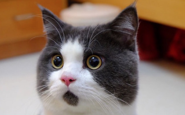 stunned cat