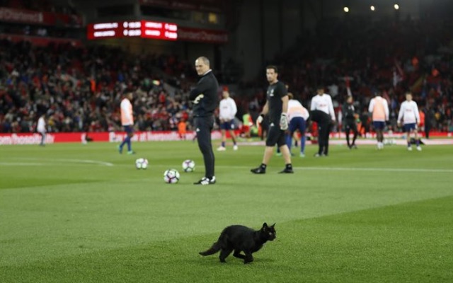 Anfield Cat v Man United