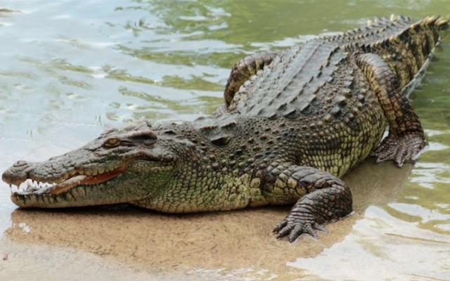 huge crocodile