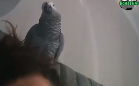 parrot-video